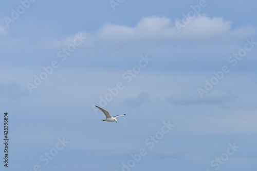 Yellow-legged gull in flight in cloudy blue sky