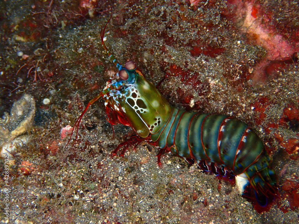 Colorful mantis shrimp in Reunion island Colorful mantis shrimp in Reunion island