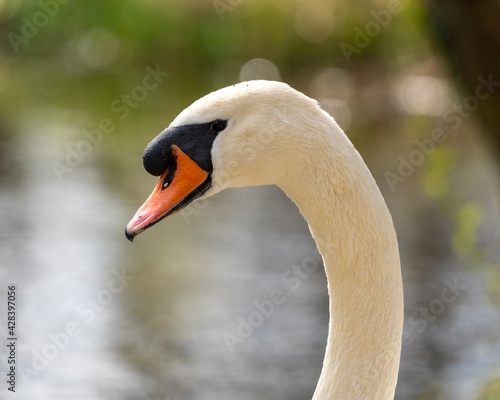 Close up of a swan