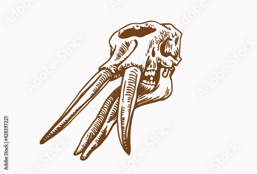 Grapical vintage skull of Stegotetrabelodon , paleontology	
