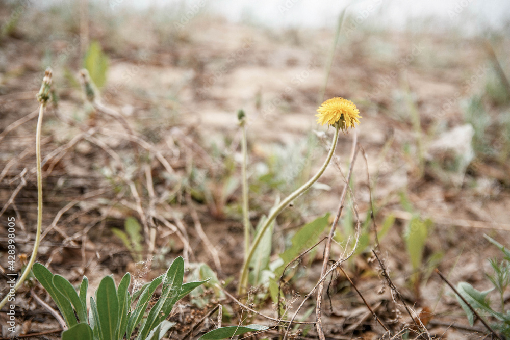 One yellow dandelion flower grow in a spring grass One yellow dandelion flower grow in a spring grass