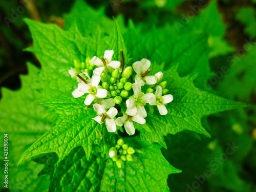 Macro photo of small forest flowers in early spring.