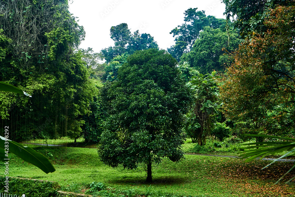 Obraz premium trees in the park