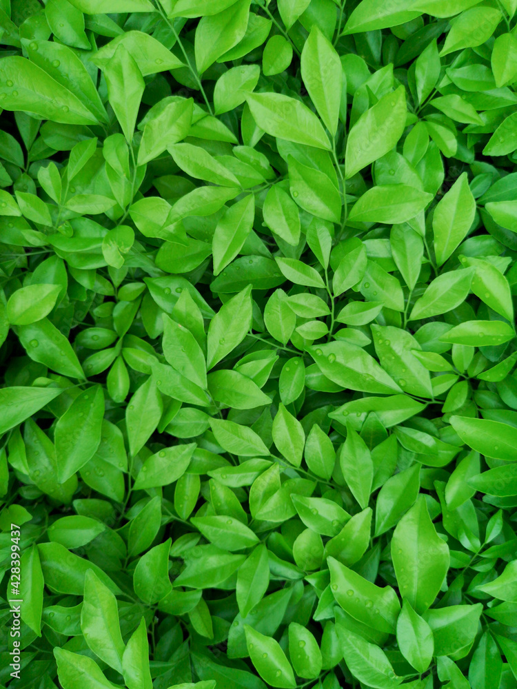 green leaves background green leaves background