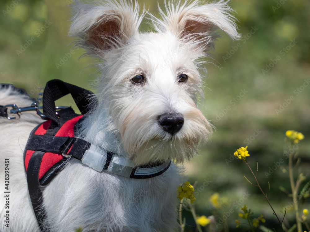 Puppy schnauzer puppy in white color and with red harness watch closely Puppy schnauzer puppy in white color and with red harness watch closely