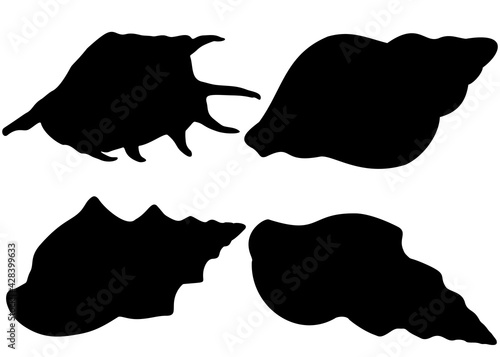 Twisted sea shells in the set. Vector image.