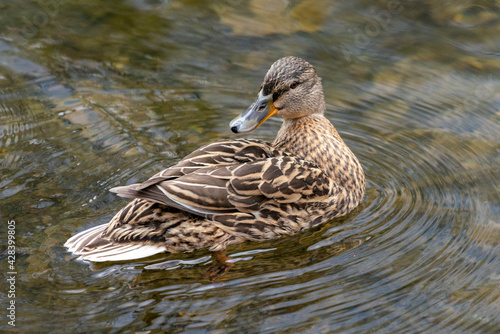 A duck romps in the water