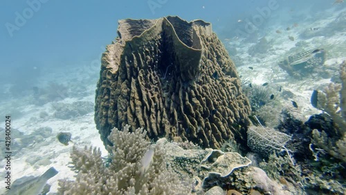 barrel sponge (Xestospongia testudinaria), diving in the colorful coral reef of Cabilao Island, Philippines, Asia photo
