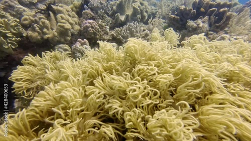 diving over a coral reef with lots of small colorful fish, diving in the colorful coral reef of Cabilao Island, Philippines, Asia photo