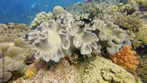 diving over a coral reef with lots of small colorful fish, diving in the colorful coral reef of Cabilao Island, Philippines, Asia photo