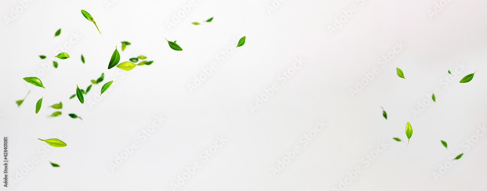 Collection of random green leaves falling in the air isolated on white background - obrazy, fototapety, plakaty 