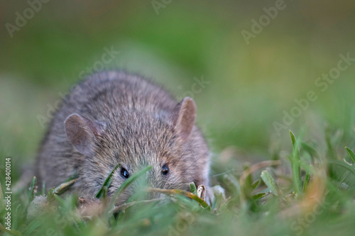 Mysz zwyczajna w trawie