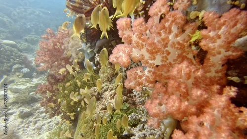 diving over a coral reef with lots of small colorful fish, diving in the colorful coral reef of Cabilao Island, Philippines, Asia photo