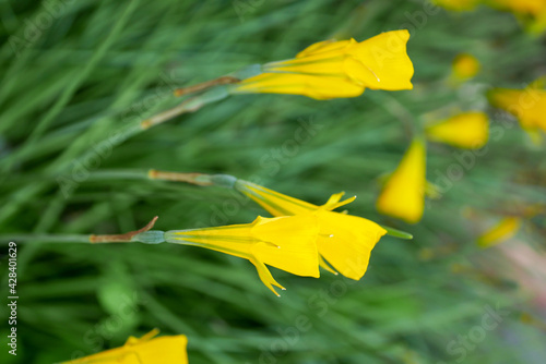 Wallpaper Mural ペチコートスイセン09 Torontodigital.ca