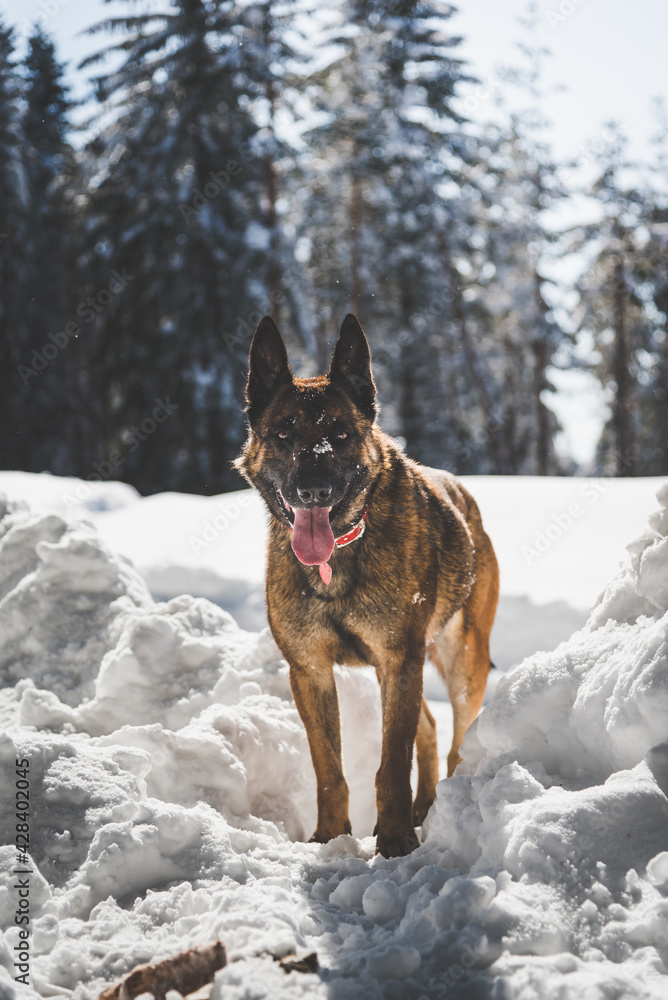 Dog in the mountain Dog in the mountain