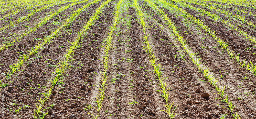 Young spring field with sprouts of corn. Nature close up background. Winter wheats growths in fertile soil at warm spring morning. Wheat sprouts close up. Selective focus Young spring field with sprouts of corn. Nature close up background. Winter wheats growths in fertile soil at warm spring morning. Wheat sprouts close up. Selective focus