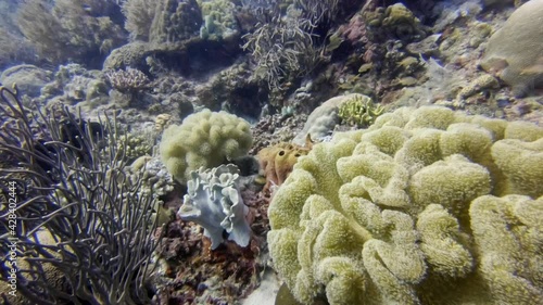 diving over a coral reef with lots of small colorful fish, diving in the colorful coral reef of Cabilao Island, Philippines, Asia photo