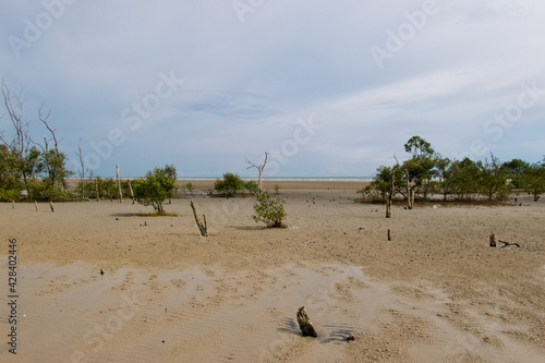 sandy beach at low tide with a few green plants in the tropics