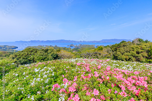                                                                   Azalea Nagasaki-ken Sasebo city Saikai National Park Nagakushiyama park