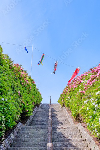 つつじと鯉のぼり　西海国立長串山公園　長崎県佐世保市　Azalea and Carp streamer Nagasaki-ken Sasebo city Saikai National Park Nagakushiyama park photo