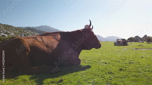 Silhouette of prized free range Retinto Cow laying in mountain meadow photo