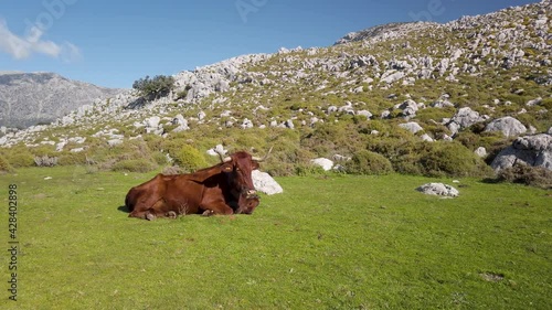 Endemic Spanish Retinto Cow Resting in Meadow in Sierra De Cadiz, Spain photo