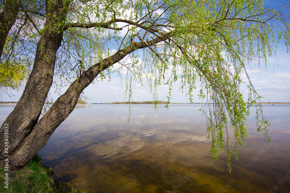 Willow tree by the water. Weeping willow on bank of river in spring Willow tree by the water. Weeping willow on bank of river in spring