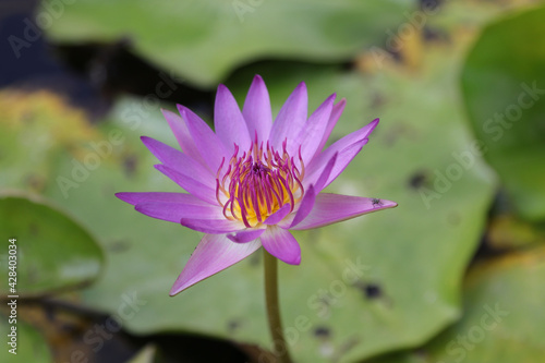 The pale purple lotus flower is in the pond and the lotus leaf is a green background on a hot sunny day in the summer afternoon  but cool by nature.