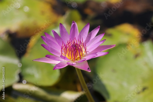 The pale purple lotus flower is in the pond and the lotus leaf is a green background on a hot sunny day in the summer afternoon  but cool by nature.