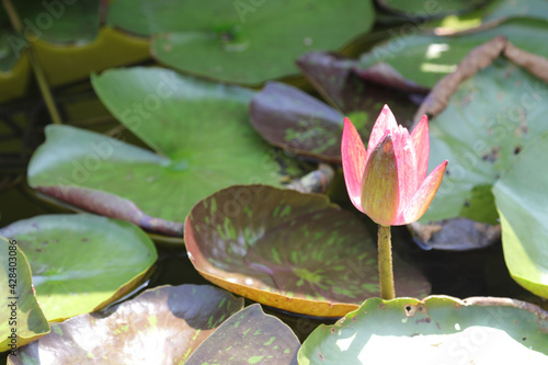 The light orange lotus flower is in the pond and the lotus leaf is a green background on a hot sunny day on a hot summer afternoon. But naturally cool photo