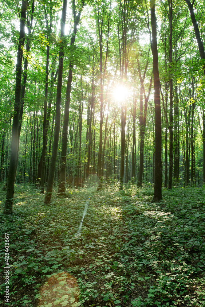 Obraz premium green Forest trees. nature green wood sunlight backgrounds