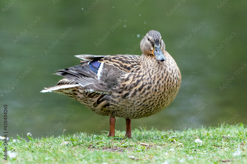 A duck romps in the meadow. A duck romps in the meadow.