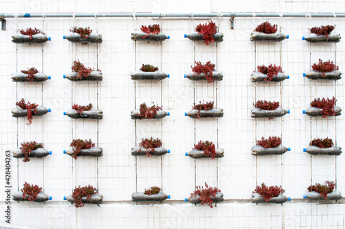 Recycling plastic bottles to plant trees beautifully arranged on the white wall.
 photo