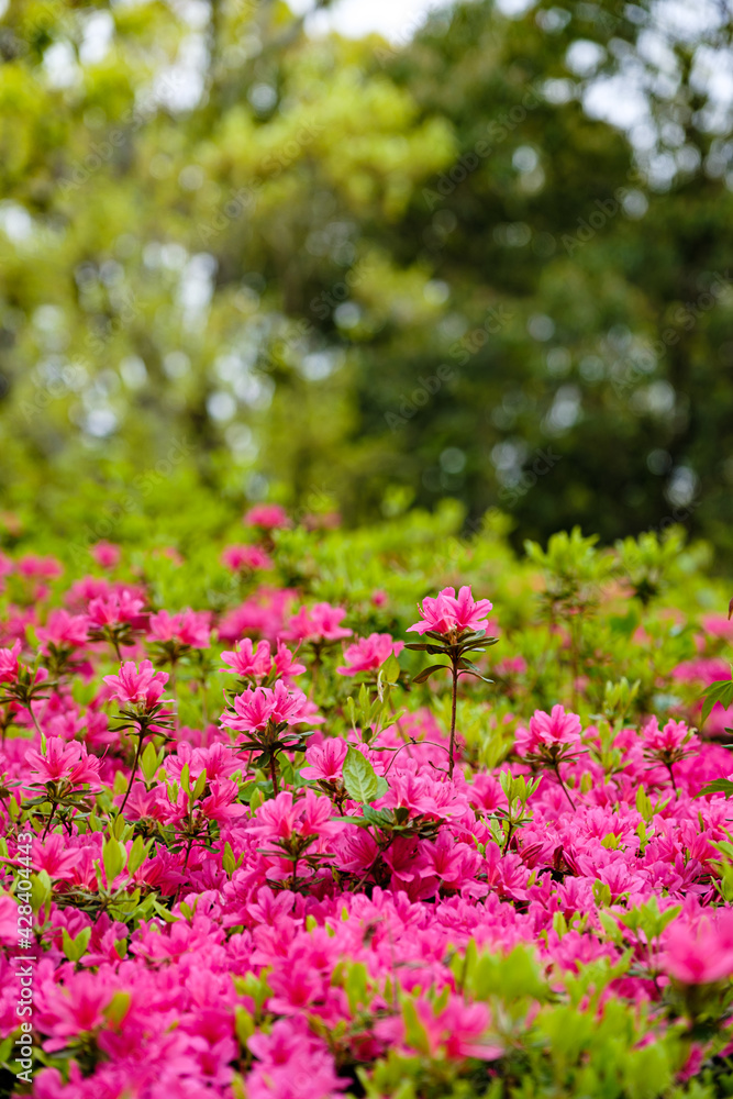 Obraz premium ツツジの花