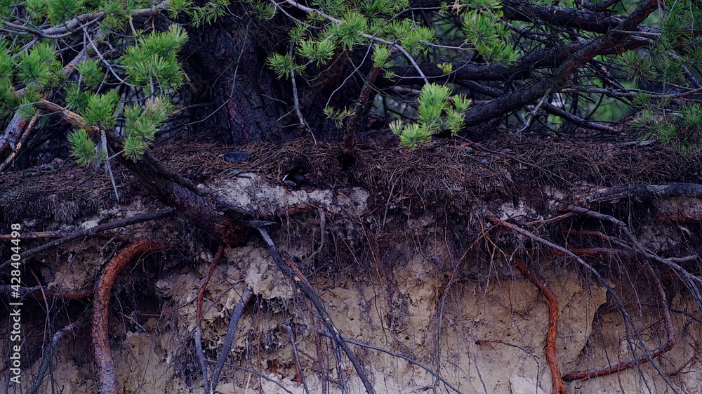 Tree roots hanging from a sandy cliff
