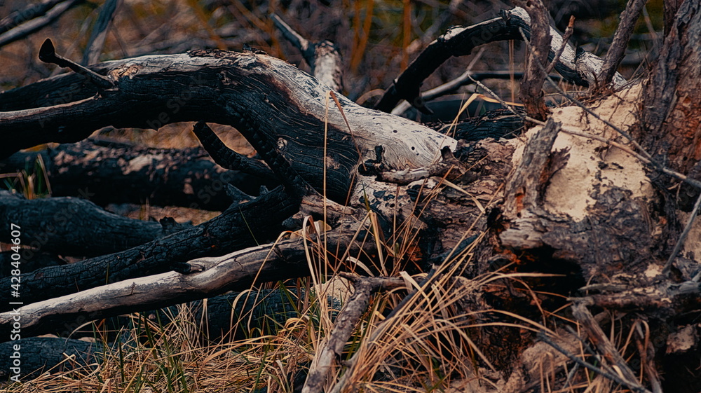 Burnt and broken trees in the forest after a fire Burnt and broken trees in the forest after a fire