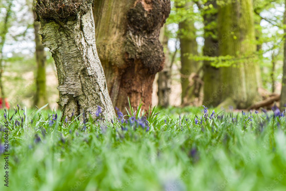 Obraz premium Low perspective picture of the tree taken in a morning forest in England