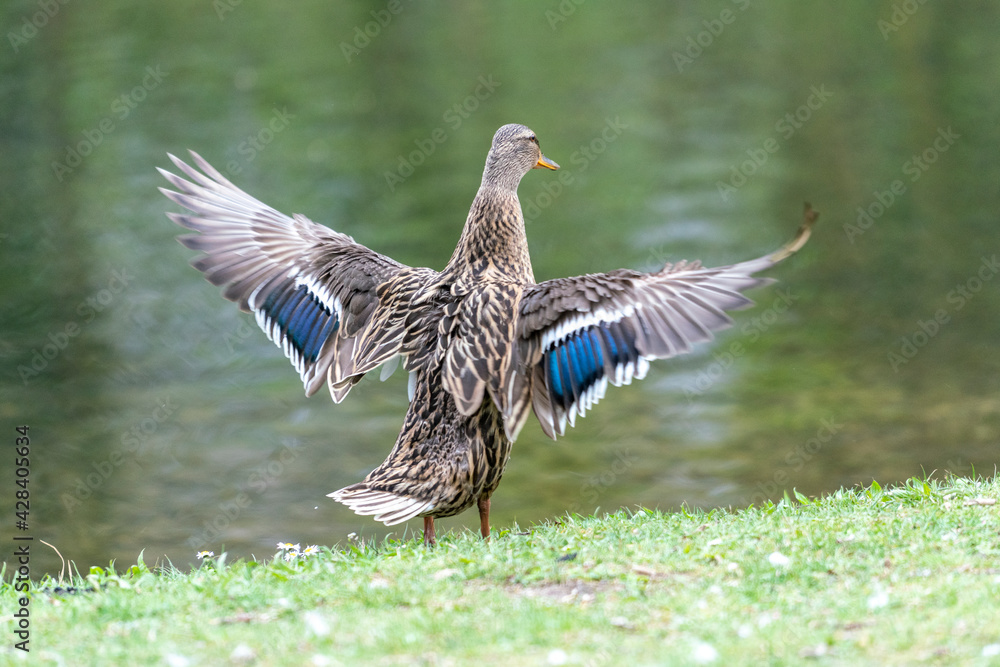 Fototapeta premium A duck romps in the meadow.