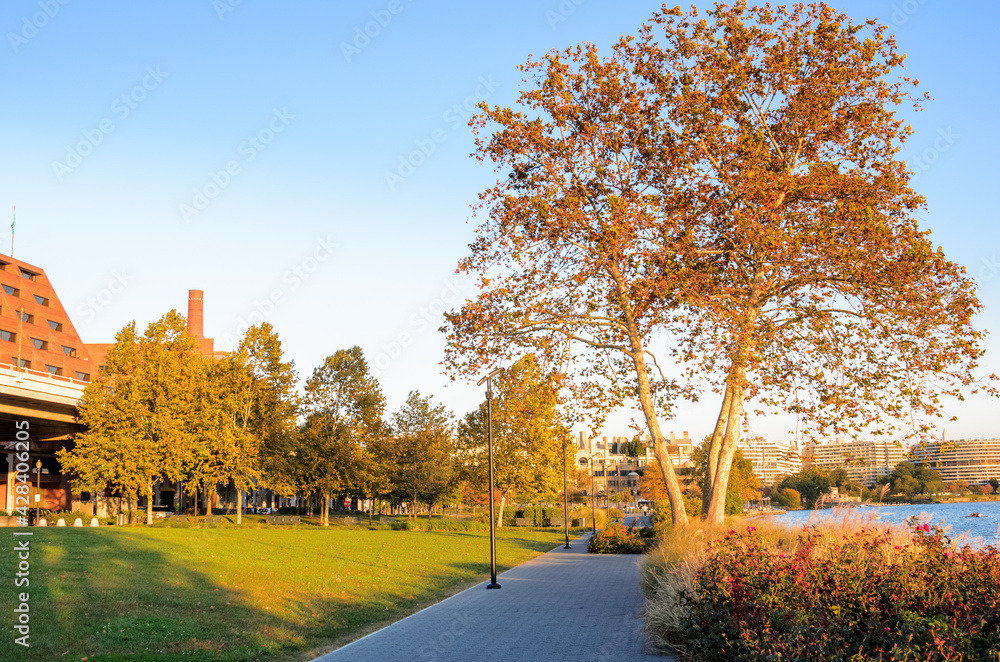 Naklejka premium Empty paved riverside path lined with street lights in a waterfront park at sunset in autumn. A beautiful autumn tree is in foreground. Georgetown, Washington DC, USA.