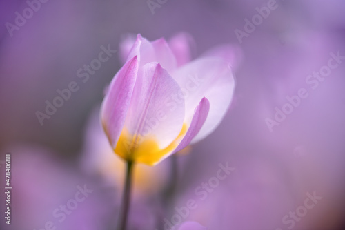 Photographie botanical tulip (close-up)