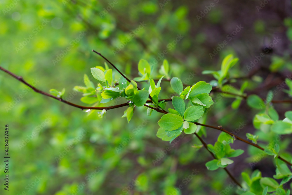 Obraz premium Bright green abstract background. Yong spring leaf. First green small leaves pattern with selective focus. 