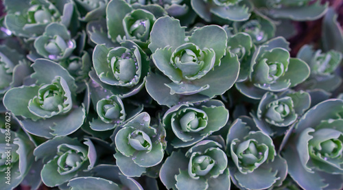 Sedum is a large genus of flowering plants in the family Crassulaceae, members of which are commonly known as stonecrops. 