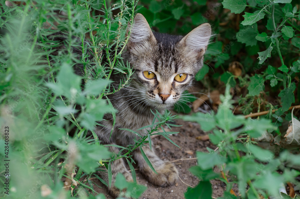 Сat in the garden Сat in the garden
