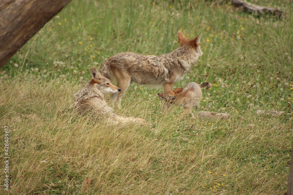 coyote coyote
