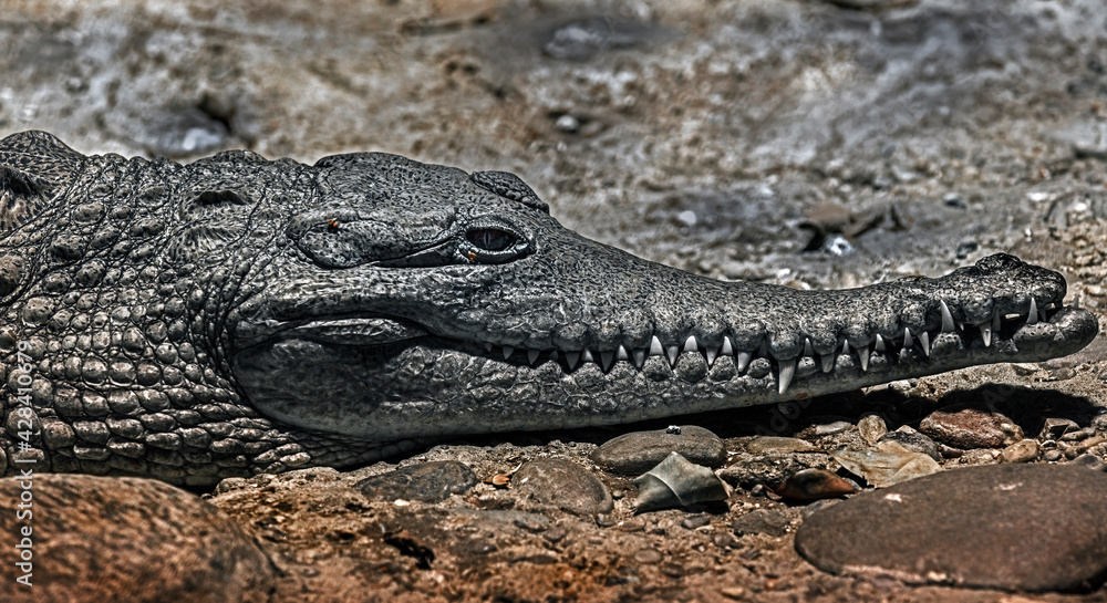 Australian crocodile on the stone. Latin name - Crocodylus johansoni Australian crocodile on the stone. Latin name - Crocodylus johansoni