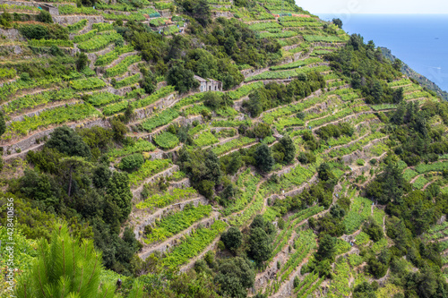 Weinberge Cinque Terre