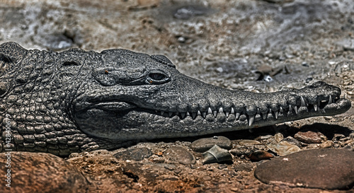 Australian crocodile on the stone. Latin name - Crocodylus johansoni
