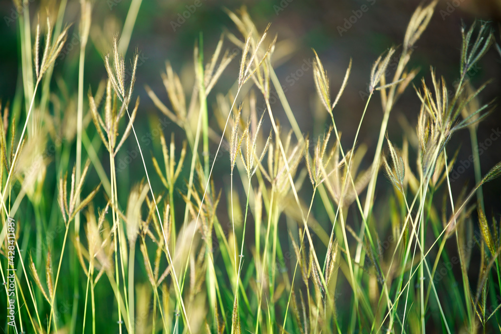 reeds grass flowers reeds grass flowers