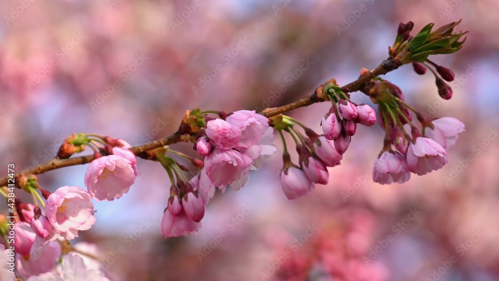Beautifully flowering spring tree. Colorful nature background in spring time. Sunny day outdoors in nature. Beautifully flowering spring tree. Colorful nature background in spring time. Sunny day outdoors in nature.