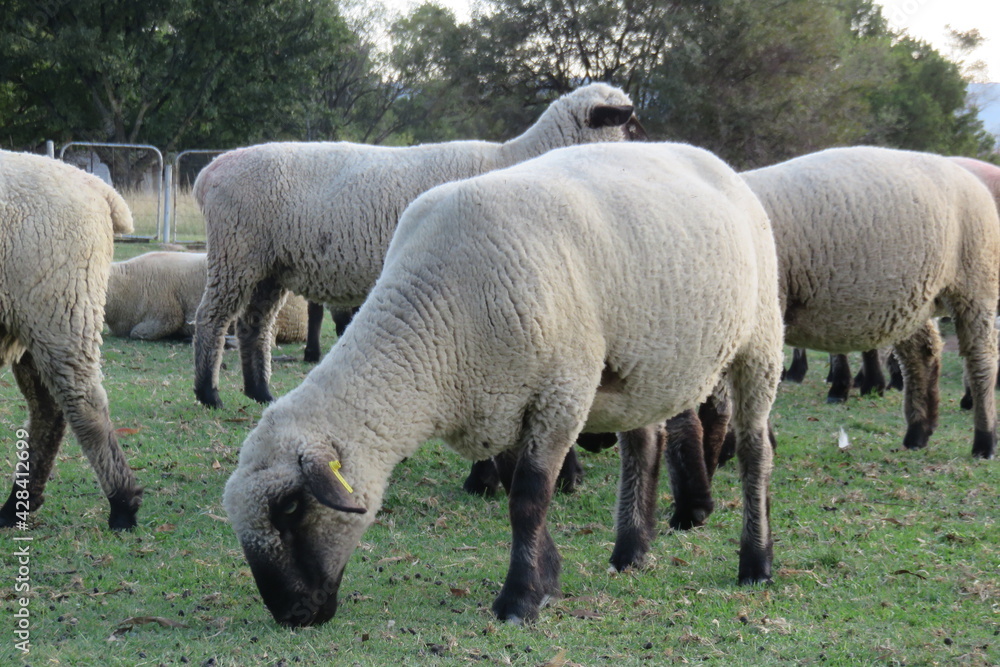 Closeup, ground view angle of a herd of Hampshire sheep grazing on short green grass under a white sky Closeup, ground view angle of a herd of Hampshire sheep grazing on short green grass under a white sky